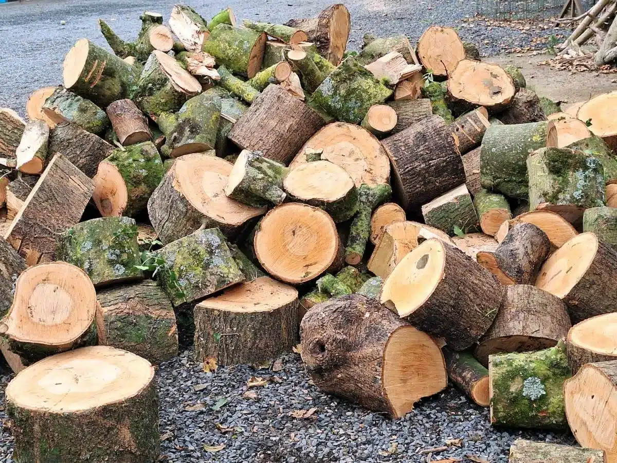 Environmental Impact Of Ash Firewood